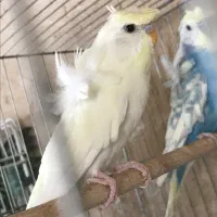 مرغ عشق پروانه ای