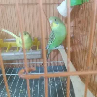 مرغ عشق نژاد دار سه عدد