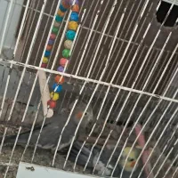 عروس هلندی|پرنده|تربت جام, جامرود|دیوار