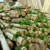 خرید چوب و درخت|خدمات باغبانی و درختکاری|دهگلان, |دیوار