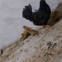 مرغ با چهار جوجه اردک مرواریدی