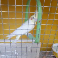 عروس هلندی