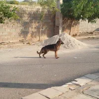نره ژرمن برای|سگ|اهواز, ۳۰ متری|دیوار