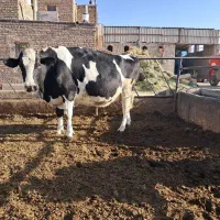 گاو و گوساله|حیوانات مزرعه|تربت جام, معدآباد|دیوار