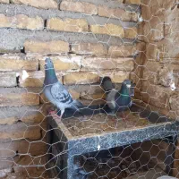 یک جفت سبز و پولکی پلاکی و مسافتی زرنگ و خوشگل .