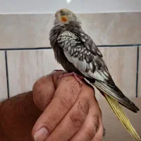 عروس هلندی