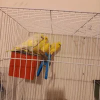 مرغ عشق پروانه ای