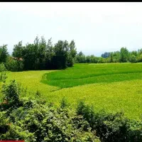 زمین-مسکونی-در-سیاهکل-باویو-ابدی-باوام4درصدی