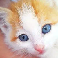 بچه گربه فسقلی چشم آبی