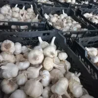 ۳ تن سیر درجه یک برداشت امسال