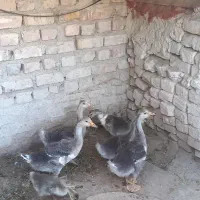 بت کوچک سالم