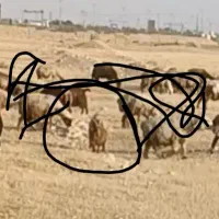 50میلیون مژدگانی|حیوانات|اندیمشک, |دیوار