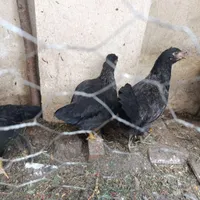جوجه|پرنده|آزادشهر, |دیوار