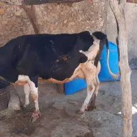 گاو شیر با گوساله|حیوانات مزرعه|دهدشت, |دیوار