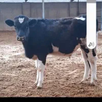 سلام گوساله درجه یک