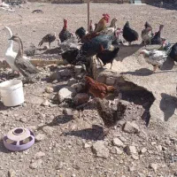 فروش کلی مرغ و خروس بوقلمون معاوضه|حیوانات مزرعه|تاکستان, |دیوار