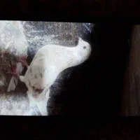 کبوتر پرشی تهرانی و مسافتی تعداد ۱۰تا|پرنده|اسلام‌شهر, شهرک مفیدی|دیوار