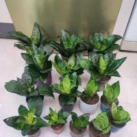 گل طبیعی سانسوریا