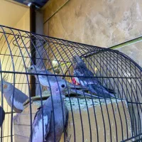 بچه عروس هلندی