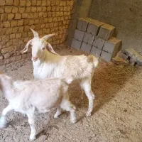 بزغاله سانن نر بره ماده|حیوانات مزرعه|مشهد, باغ فراگرد|دیوار
