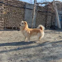 واگذاری|سگ|مشهد, کلاته برفی|دیوار