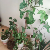 فروش تمام گل های طبیعی