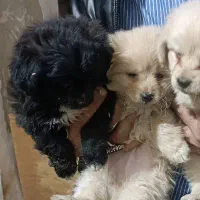 توله اشپیتز و ماده اشپیتز