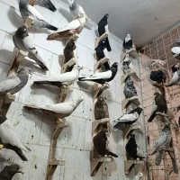 پرنده خوب|پرنده|شیراز, دست خضر|دیوار