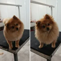 اصلاح سگ و گربه در پاکدشت ، قرچک ، ورامین