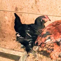 دوعدد نیمچه خروس