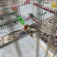 سهره قناری وسهره