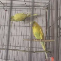 یک عدد مرغ عشق گمشده