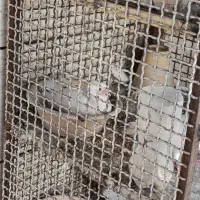 فروش کبوتر طوقی|پرنده|خمینیشهر, |دیوار