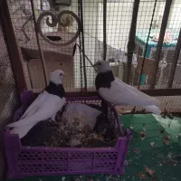 طوقی|پرنده|طبس, |دیوار