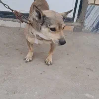 یک عدد سگ پاکوتا|سگ|میاندوآب, |دیوار