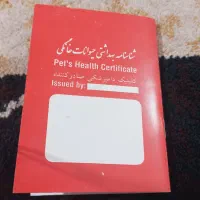 سگ باهوش|سگ|برازجان, |دیوار