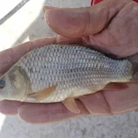 بچه ماهی .کپور .امور.قزل الا .خاویاری