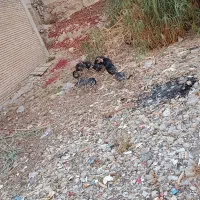 فروش بوقلمون در قلعه تل|حیوانات مزرعه|باغ ملک, |دیوار