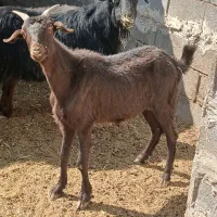 بز جوان تمیز ۴ تومان|حیوانات مزرعه|مرودشت, مختارآباد|دیوار