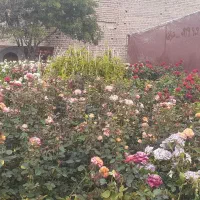 رز و رونده معطر کاغذی  فیلکوس جنگلی گندمی و....|گل و گیاه طبیعی|محلات, |دیوار