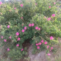 گل محمدی تازه