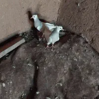 جوجه طوقی 70روز|پرنده|نجفآباد, یزدانشهر|دیوار