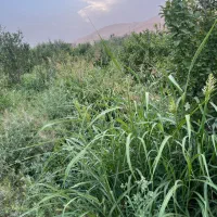 علف باغ رایگان/با علفزن دستی بچین ببر