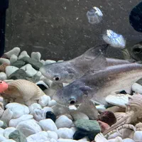 فروش آکواریوم سی استار شیشه خمیده در حد نو|ماهی|تهران, افسریه شمالی|دیوار