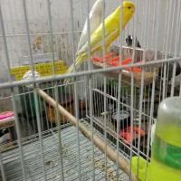 قناری کشیده بلند|پرنده|مشهد, فاطمیه|دیوار