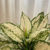 نانوا رستوران و جگرکی