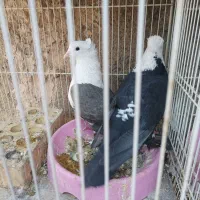 کبوتر پرش جفتگاهی|پرنده|نیشابور, شهید بهشتی|دیوار