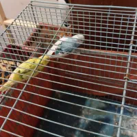 مرغ عشق|پرنده|تهران, خاک سفید|دیوار