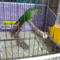 گرینچیک نر|پرنده|نقده, |دیوار