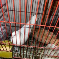 ۱جفت کبوتر پرشی